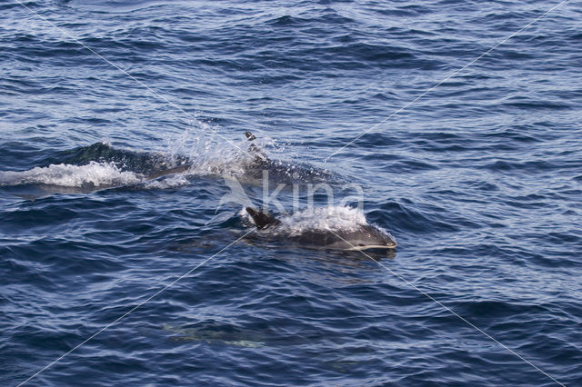 Witflankdolfijn (Lagenorhynchus acutus)