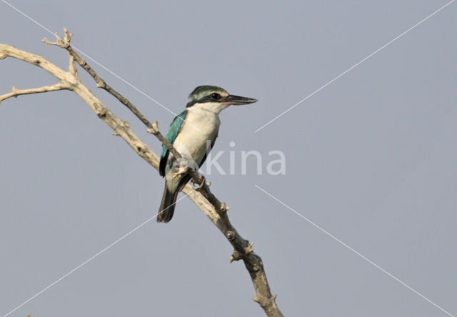 Witkraagijsvogel (Todiramphus chloris)