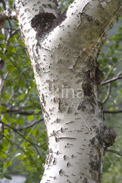 White Poplar (Populus alba)