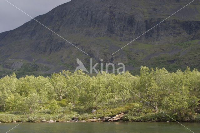 White Poplar (Populus alba)