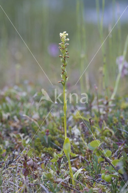 Witte muggenorchis (Pseudorchis albida)