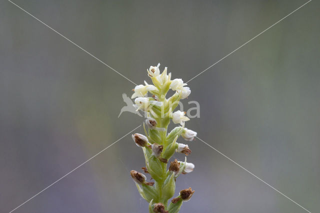 Witte muggenorchis (Pseudorchis albida)