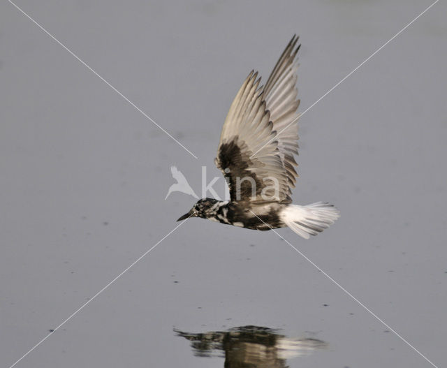 White-winged Tern (Chlidonias leucopterus)