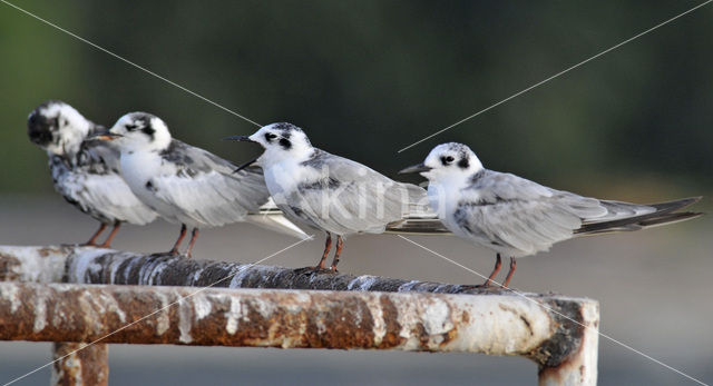 Witvleugelstern (Chlidonias leucopterus)