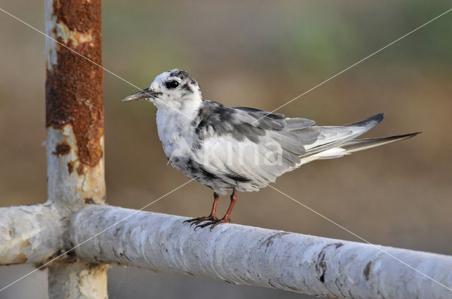 Witvleugelstern (Chlidonias leucopterus)