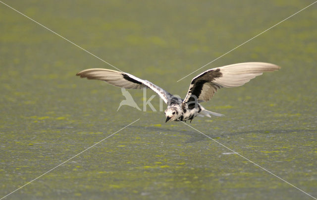 White-winged Tern (Chlidonias leucopterus)