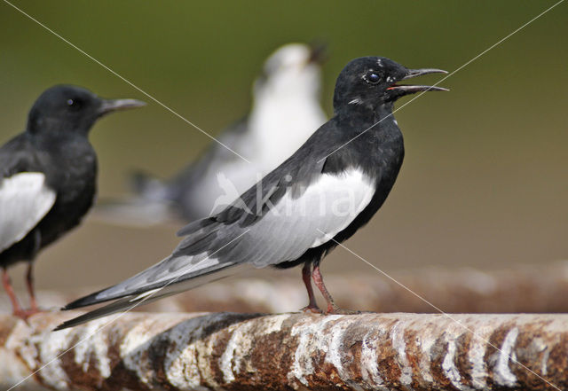 Witvleugelstern (Chlidonias leucopterus)