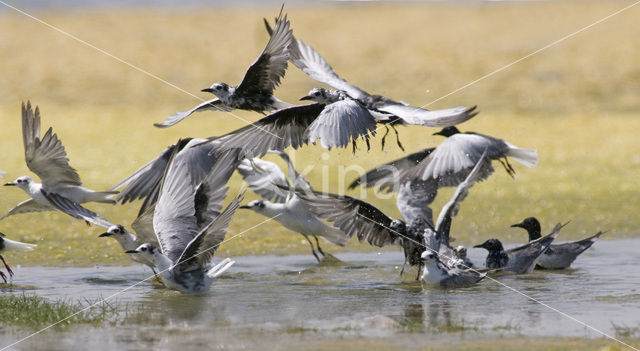 White-winged Tern (Chlidonias leucopterus)