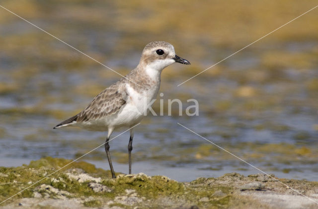 Woestijnplevier (Charadrius leschenaultii)