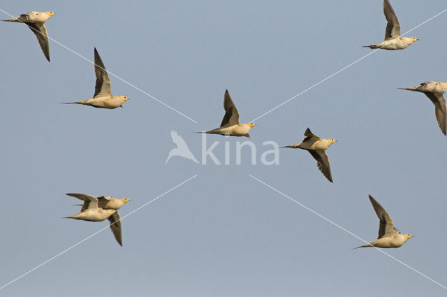 Woestijnzandhoen (Pterocles senegallus)