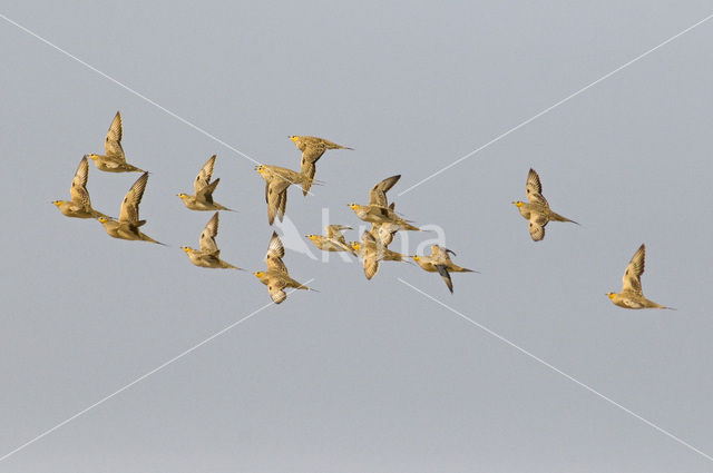 Woestijnzandhoen (Pterocles senegallus)