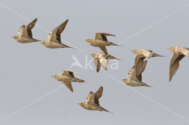 Woestijnzandhoen (Pterocles senegallus)