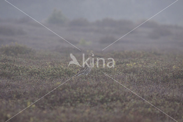 Eurasian Curlew (Numenius arquata)