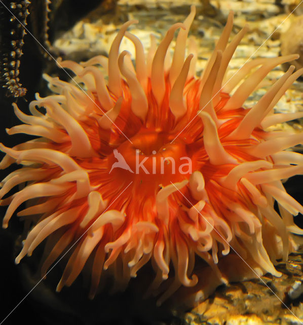 Beadlet anemone (Actinia equina)