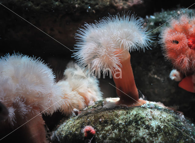 Plumose anemone (Metridium senile)