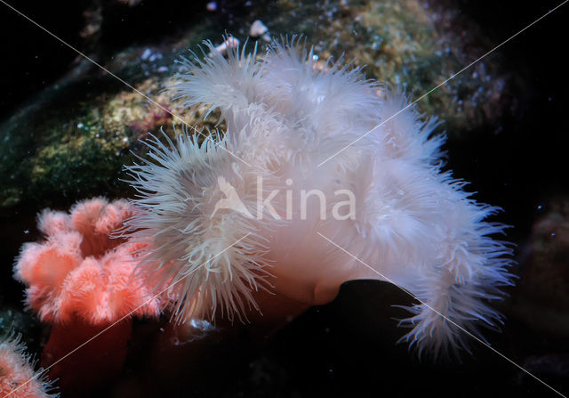 Plumose anemone (Metridium senile)