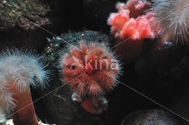 Plumose anemone (Metridium senile)