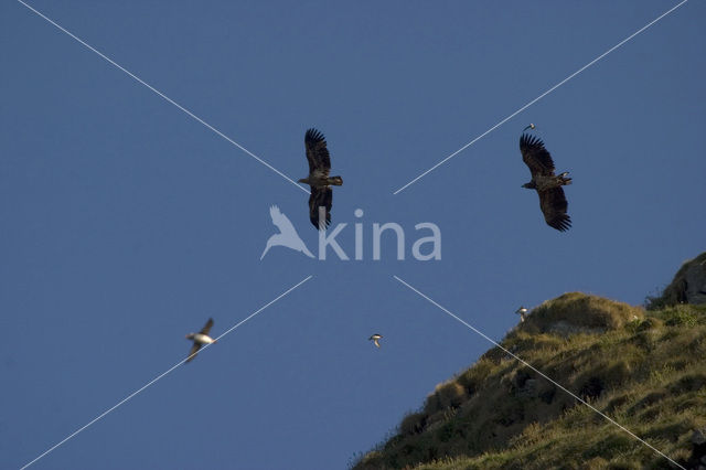 Zeearend (Haliaeetus albicilla)