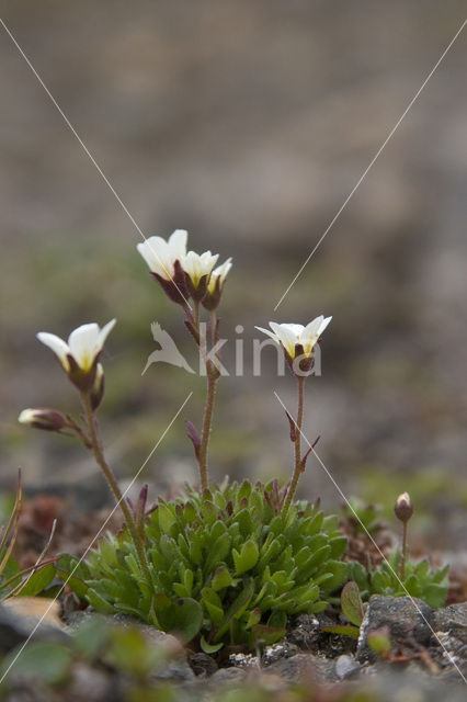 Zode Steenbreek (Saxifraga caespitosa)