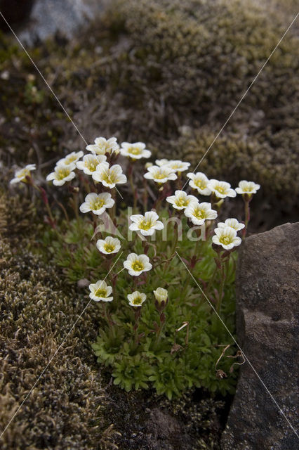 Zode Steenbreek (Saxifraga caespitosa)