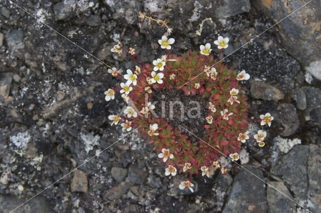 tufted alpine saxifrage (Saxifraga caespitosa)