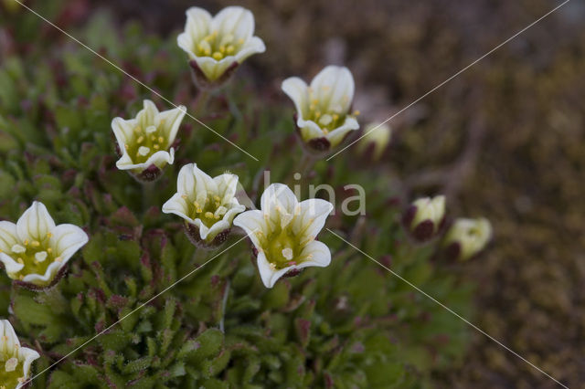 tufted alpine saxifrage (Saxifraga caespitosa)