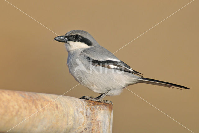 Canary island Southern Grey Shrike (Lanius meriodonalis koenigi)