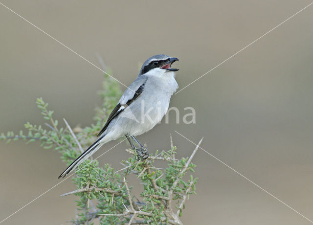 Canary island Southern Grey Shrike (Lanius meriodonalis koenigi)