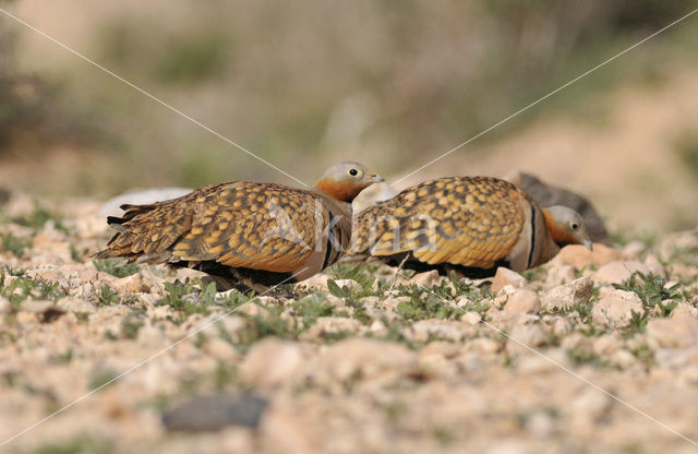 Zwartbuikzandhoen (Pterocles orientalis)
