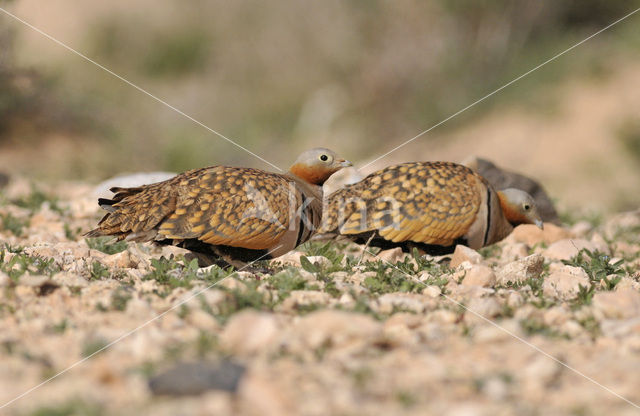 Black-bellied Sandgrouse (Pterocles orientalis)