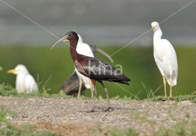 Zwarte Ibis (Plegadis falcinellus)