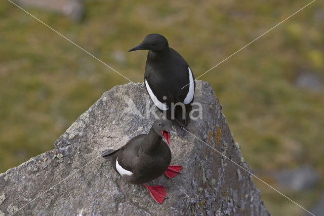 Black Guillemot