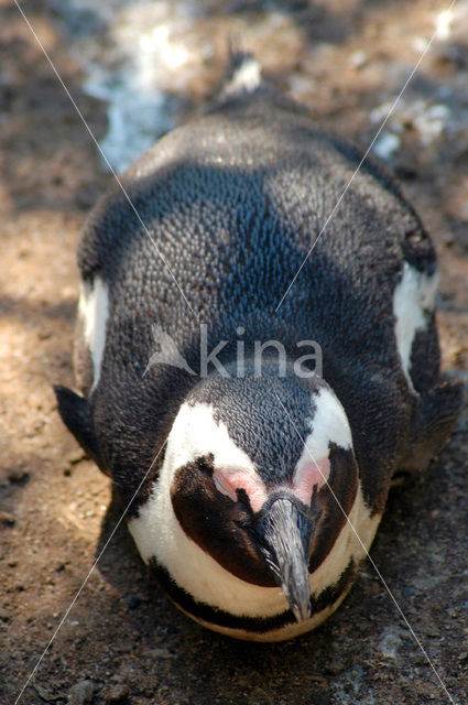 Zwartvoetpinguin (Spheniscus demersus)