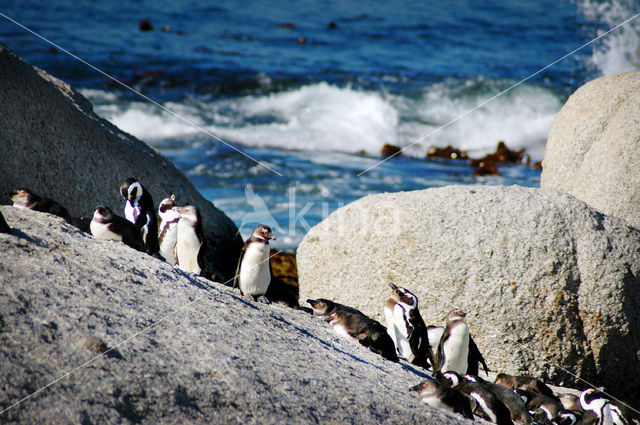 Zwartvoetpinguin (Spheniscus demersus)