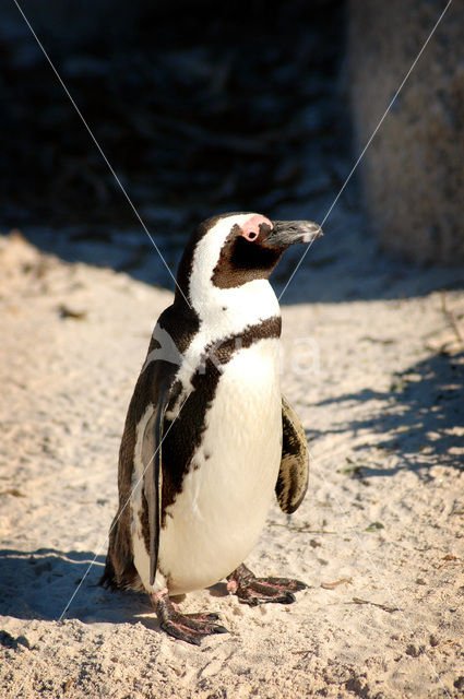 African Penguin