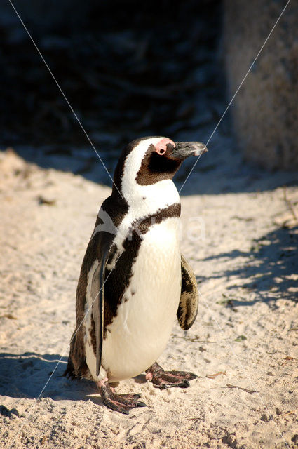 Zwartvoetpinguin (Spheniscus demersus)