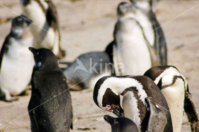 Zwartvoetpinguin (Spheniscus demersus)