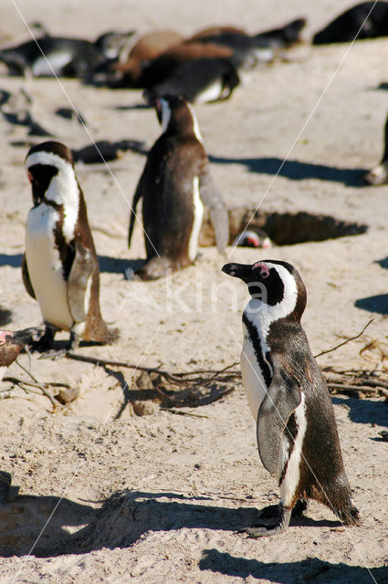 African Penguin