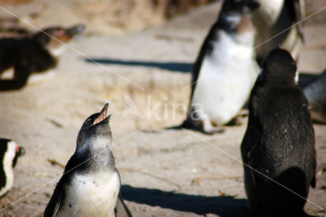 African Penguin