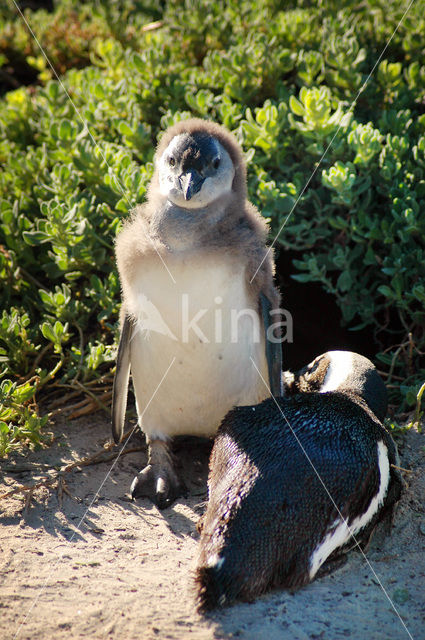 Zwartvoetpinguin (Spheniscus demersus)