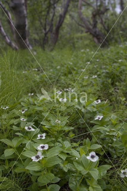 Dwarf Cornel (Cornus suecica)