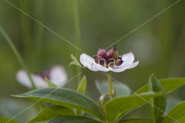 Zweedse kornoelje (Cornus suecica)