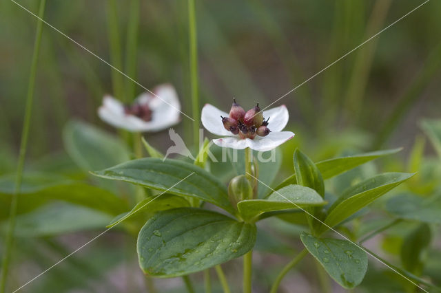 Zweedse kornoelje (Cornus suecica)