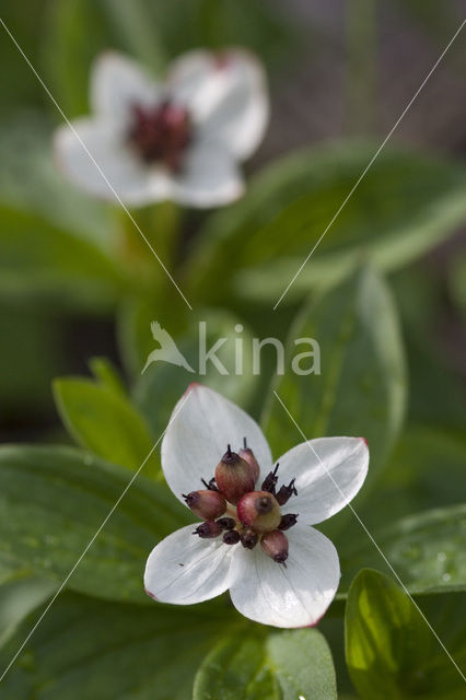 Dwarf Cornel (Cornus suecica)