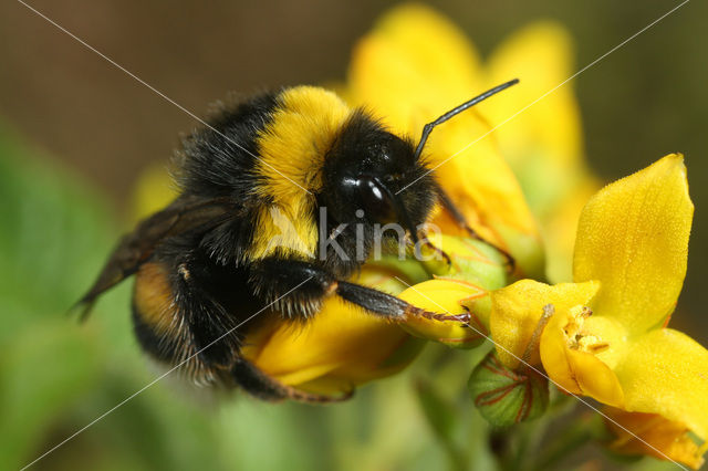 Buff-tailed bumblebee (Bombus terrestris)