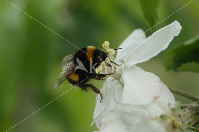 Aardhommel (Bombus terrestris)