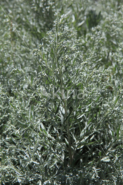 Absintalsem (Artemisia absinthium)