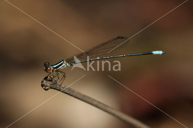 Aeolagrion inca