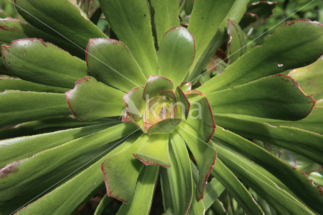 Aeonium gomerense