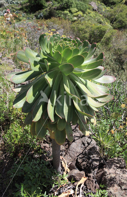 Aeonium gomerense